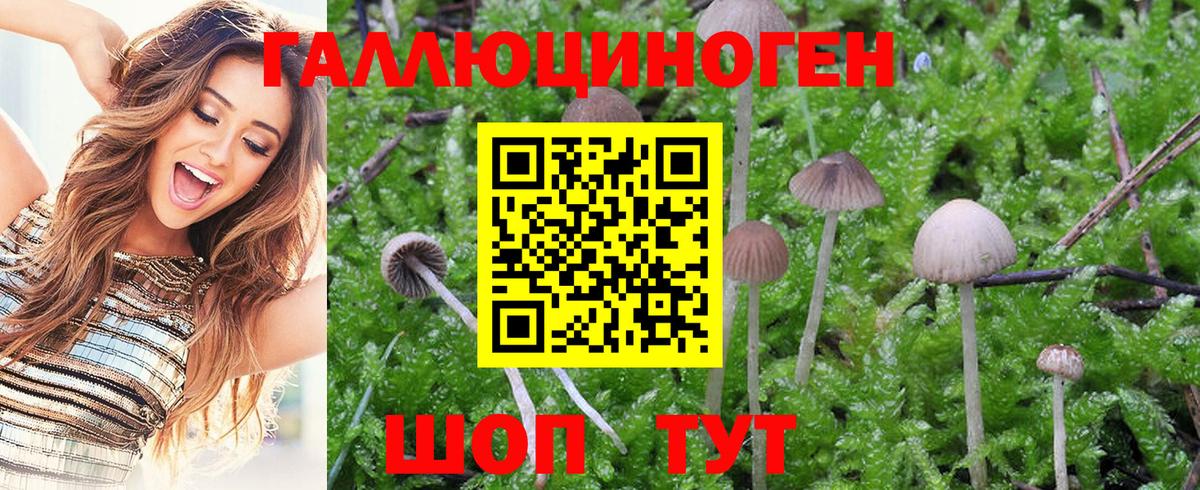 Абакан  Галлюциногенные грибы GOLDEN TEACHER  Псилоцибиновые грибы MAGIC MUSHROOMS  наркота  Вход с VPN 