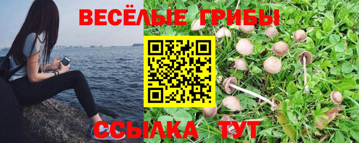 Галлюциногенные грибы Psilocybe Абакан